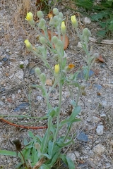 Andryala integrifolia, photograph author not stated, no rights reserved