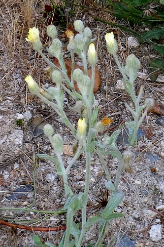 Andryala integrifolia, photograph 5