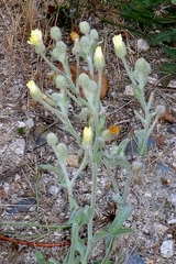Andryala integrifolia, photograph author not stated, no rights reserved