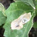 Amauromyza - Photo (c) mister_bumble, algunos derechos reservados (CC BY), subido por mister_bumble
