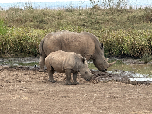 Southern White Rhinoceros