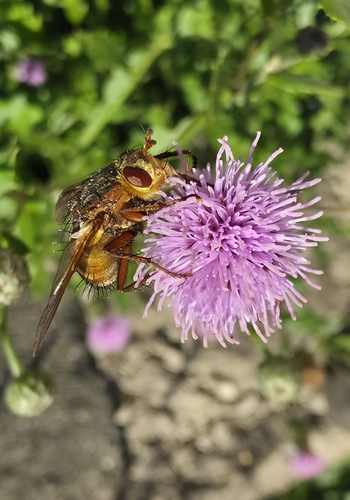 Common Tachinid