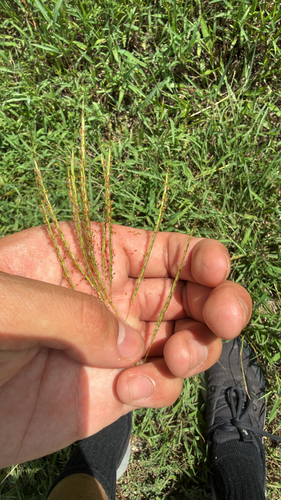 King Ranch bluestem