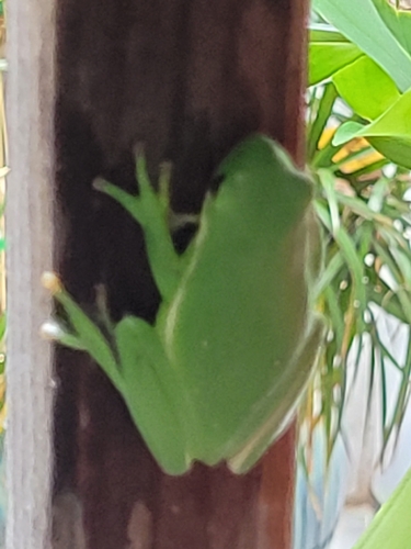 Green Treefrog observed by murkywaters