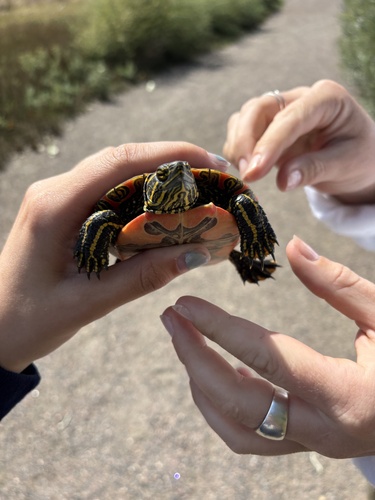 Painted Turtle observed by haleybog