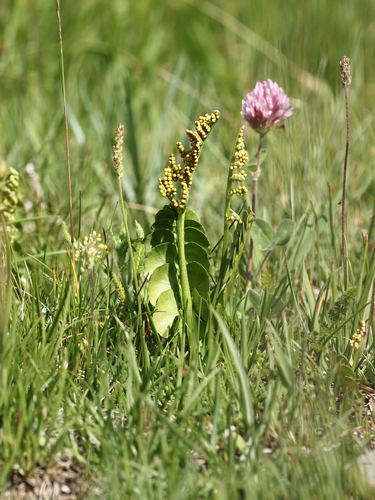 Botrychium lunaria