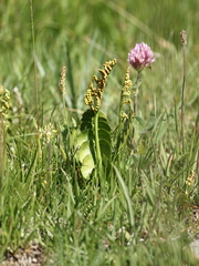 Botrychium lunaria