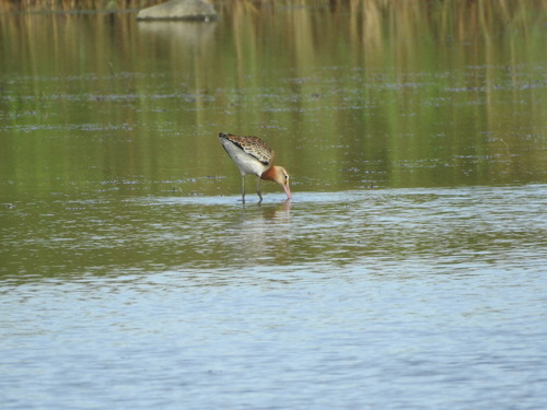 Black-tailed Godwit