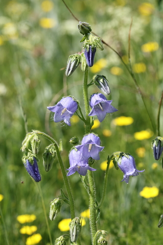 Campanula barbata, photograph 1