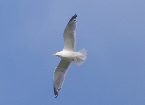 American Herring Gull observed by ymmjpd