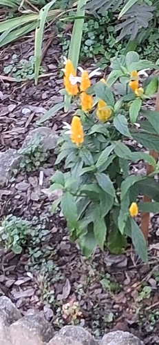 golden shrimp plant