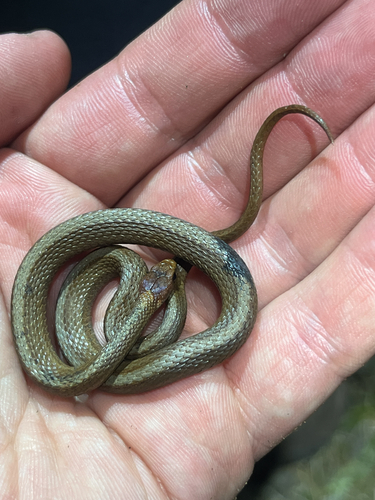 Red-bellied Snake