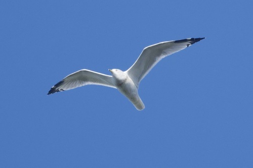 Ring-billed Gull observed by ymmjpd