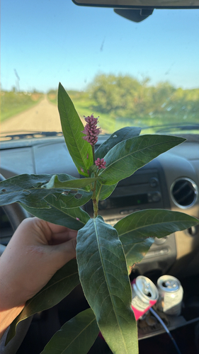 water smartweed