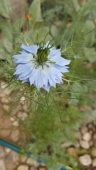 Nigella