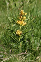 Gentiana punctata, photograph (c) Antoine Thivolle, some rights reserved (CC BY)