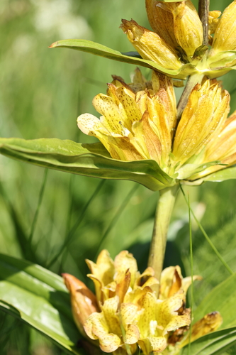 Gentiana punctata, photograph 6