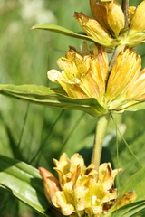 Gentiana punctata, photograph (c) Antoine Thivolle, some rights reserved (CC BY)