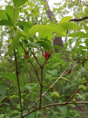 Lonicera harae