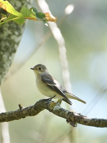 European Pied Flycatcher