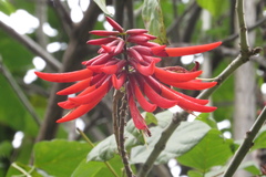 Erythrina rubrinervia