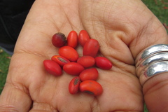 Erythrina rubrinervia