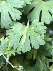Agromyza nigrescens