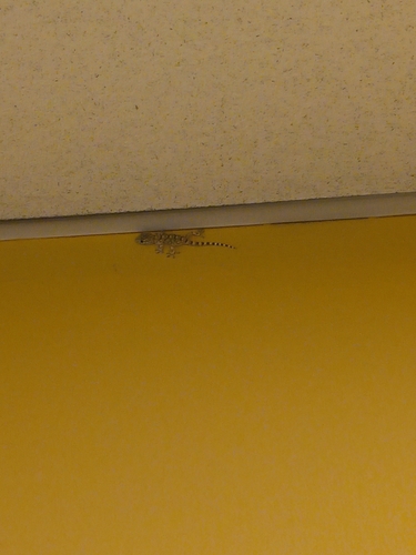 Moorish Gecko