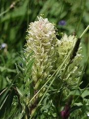 Campanula thyrsoides