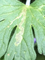 Agromyza nigrescens