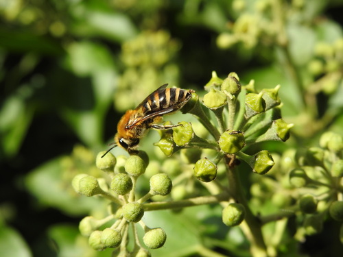 Ivy Cellophane Bee