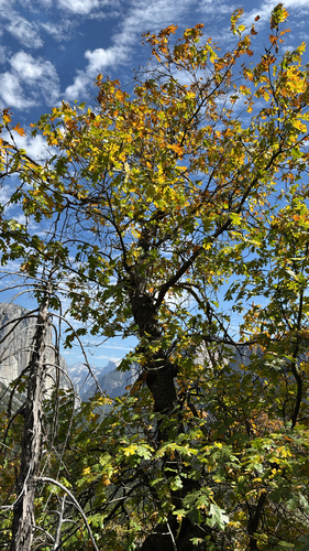 iNaturalist observation photo of California black oak