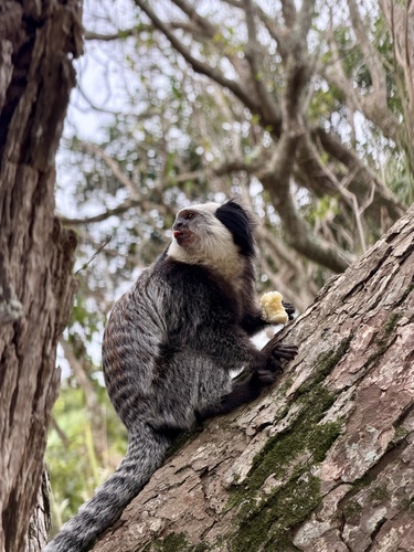 Geoffroy’s Tufted-ear Marmoset