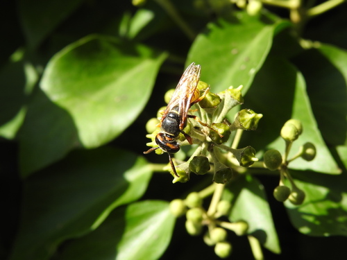European beewolf
