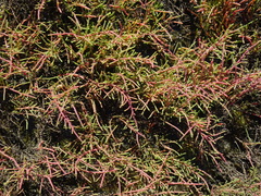 Tecticornia indica