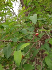 Lonicera harae