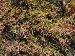 Tecticornia indica
