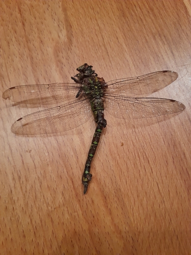 Southern Hawker