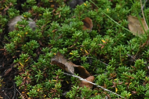 black crowberry