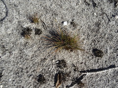 Fimbristylis polytrichoides