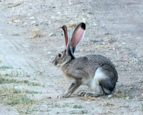 Black-tailed Jackrabbit