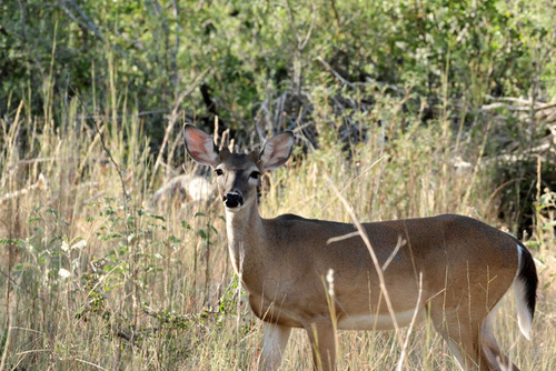 White-tailed Deer