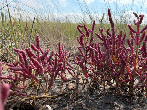 red glasswort