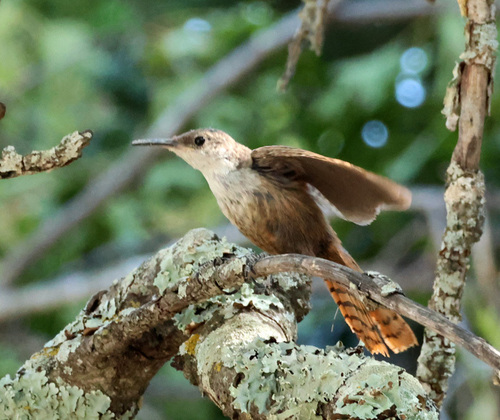 Canyon Wren