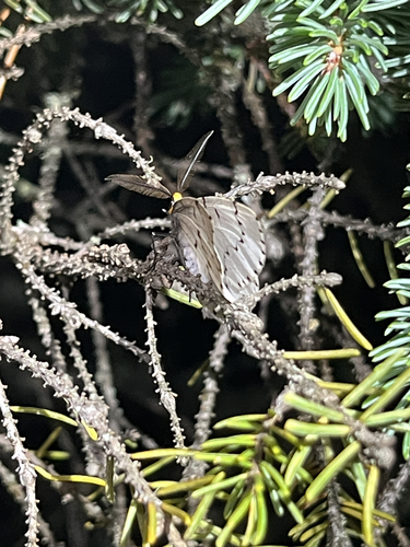 Chain-dotted Geometer