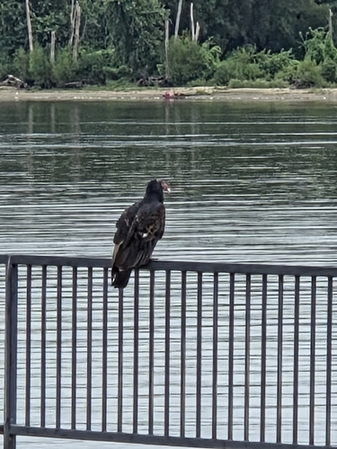 Turkey Vulture
