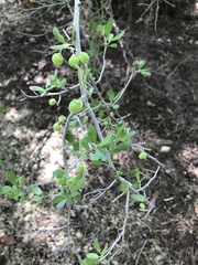 Sarcomphalus obtusifolius canescens