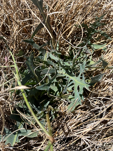 Lactuca perennis, photograph 4