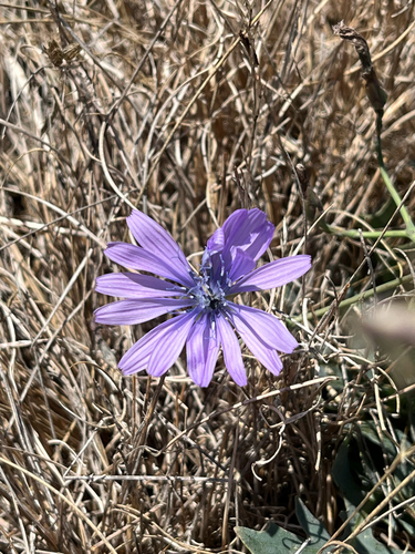 Lactuca perennis, photograph 3
