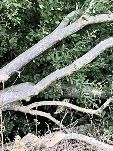 Western Barn Owl
